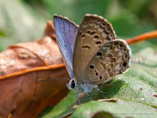 Gossamer-winged butterfly (Lycaenidae)