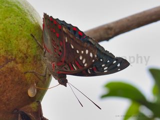 Butterfly On Guava