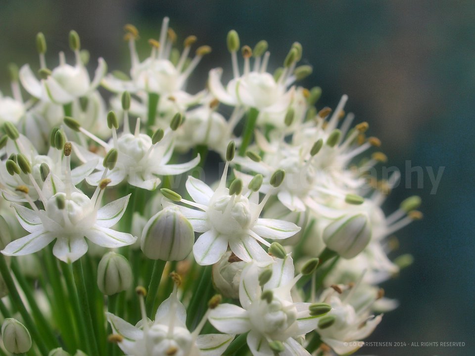 The Onion Flower