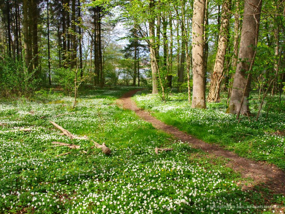 Spring In Denmark