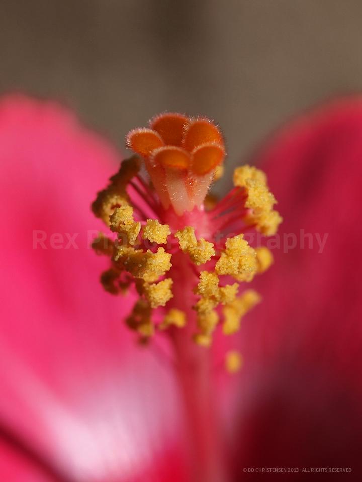 Pink Hibiscus