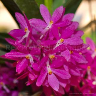 Vein-like Ascocentrum (Vanda ampullaceum)