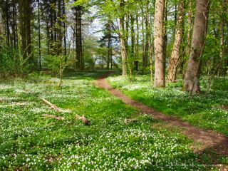 Spring In Denmark